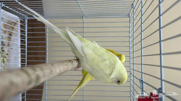 طيور حب انجليزي ومكس انجليزي 10