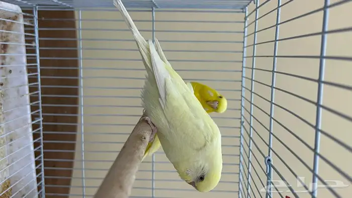 طيور حب انجليزي ومكس انجليزي 11