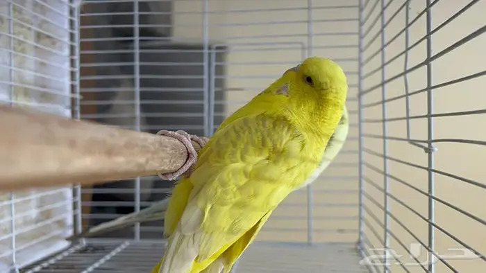 طيور حب انجليزي ومكس انجليزي 12