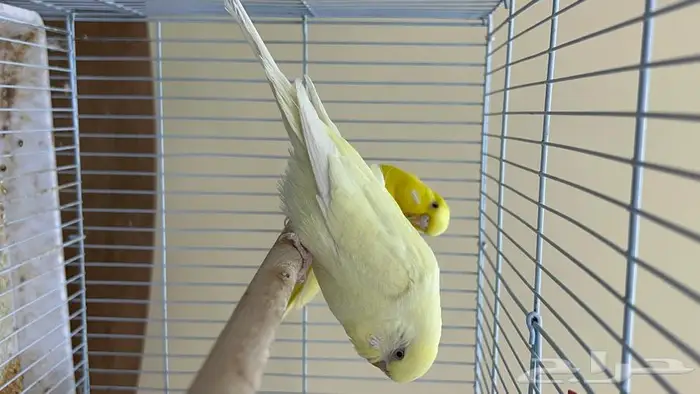 طيور حب انجليزي ومكس انجليزي 14