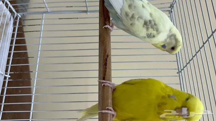 طيور حب انجليزي ومكس انجليزي 16