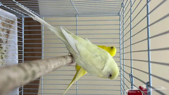 طيور حب انجليزي ومكس انجليزي 17