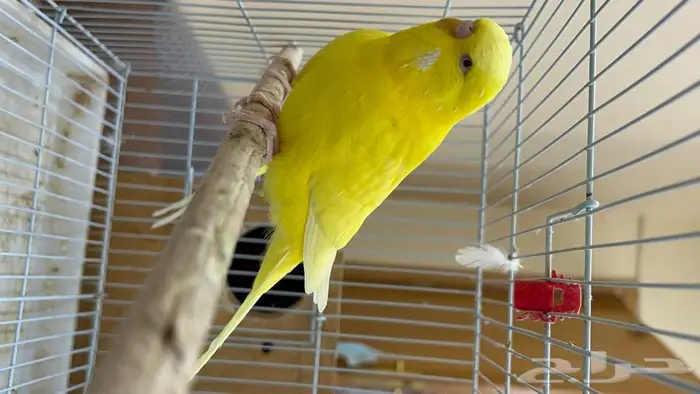 طيور حب انجليزي ومكس انجليزي 18