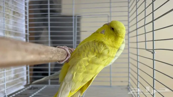 طيور حب انجليزي ومكس انجليزي 21