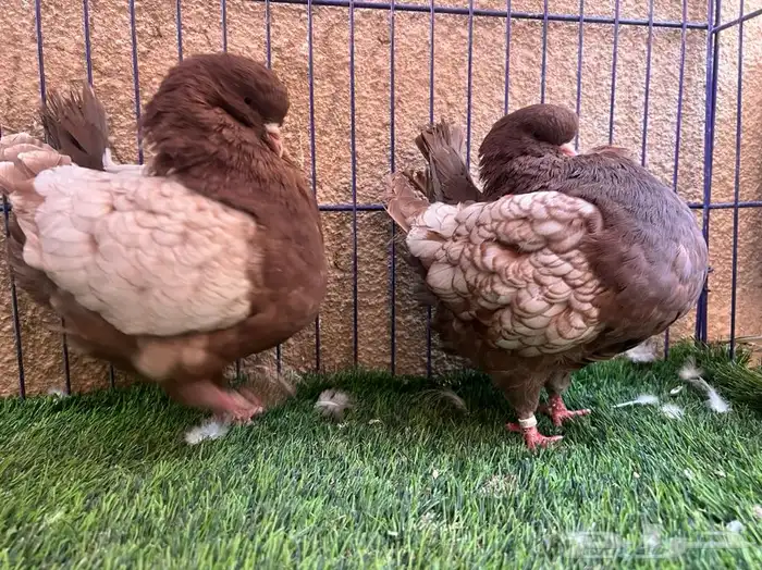 ( تم البيع ) جوز كنق ارجنت 2