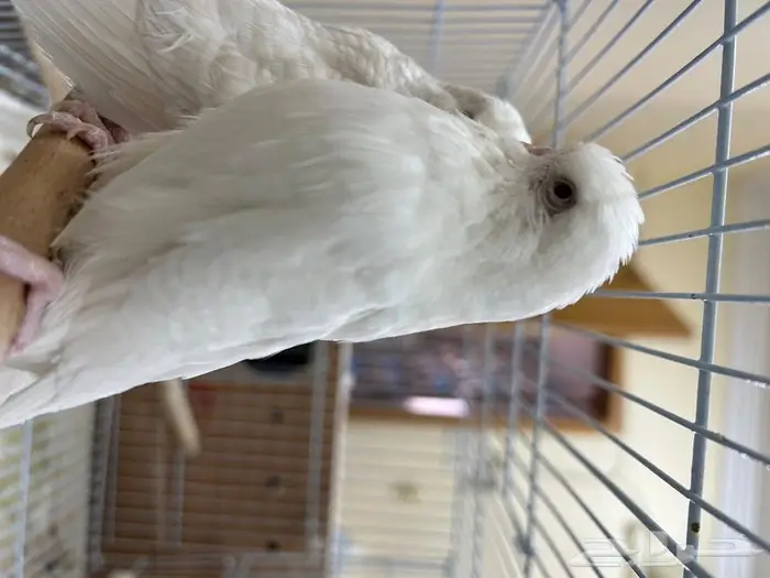 طيور حب انجليزي ومكس انجليزي 3