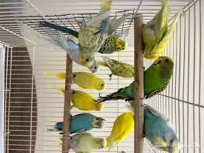 طيور حب زينه وانتاج طيور زينة 2