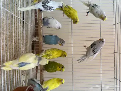طيور حب زينه وانتاج طيور زينة 5