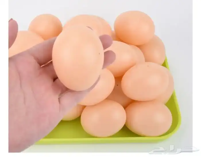 بيض اصطناعي يساعد الدجاج على التحضين وعدم اكل البيض 0
