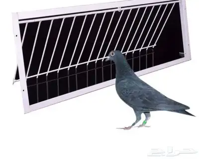 فخ و مصيدة حمام و طيور 9