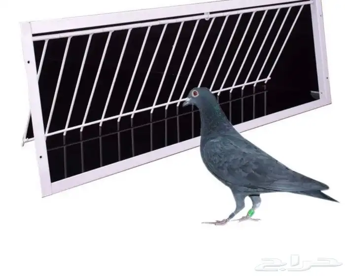 فخ و مصيدة حمام و طيور 9