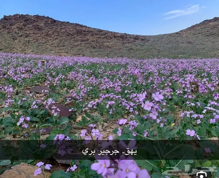 عرض بذور بريه وموسميه كيس بذر مشكل اكثر 6000 بذره ب50 ريال 29