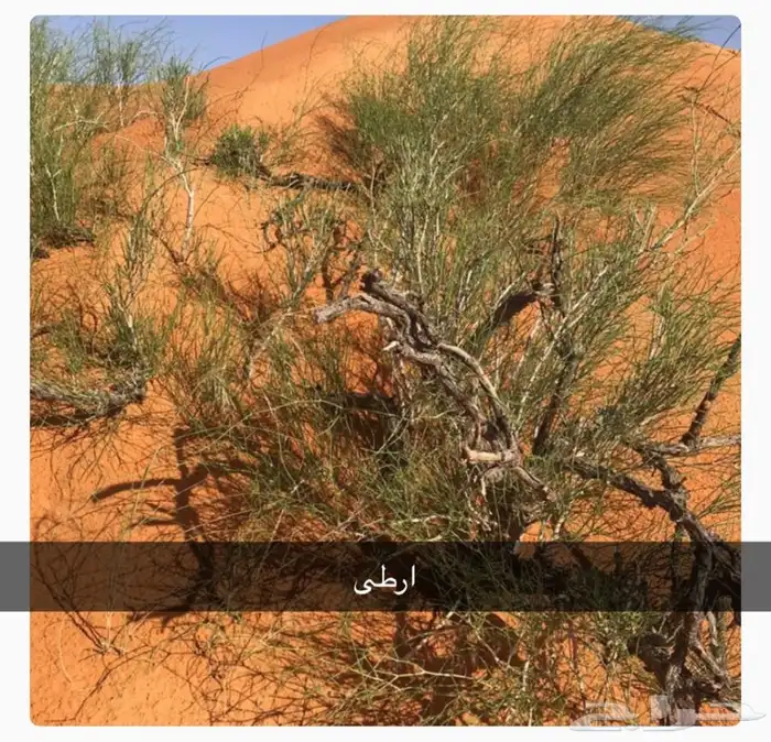 عرض بذور بريه وموسميه كيس بذر مشكل اكثر 6000 بذره ب50 ريال 27