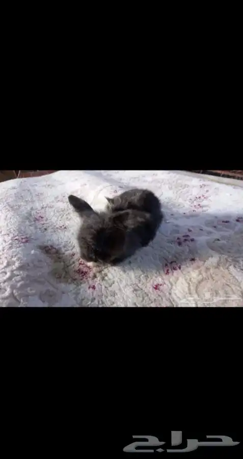 ارانب 5
