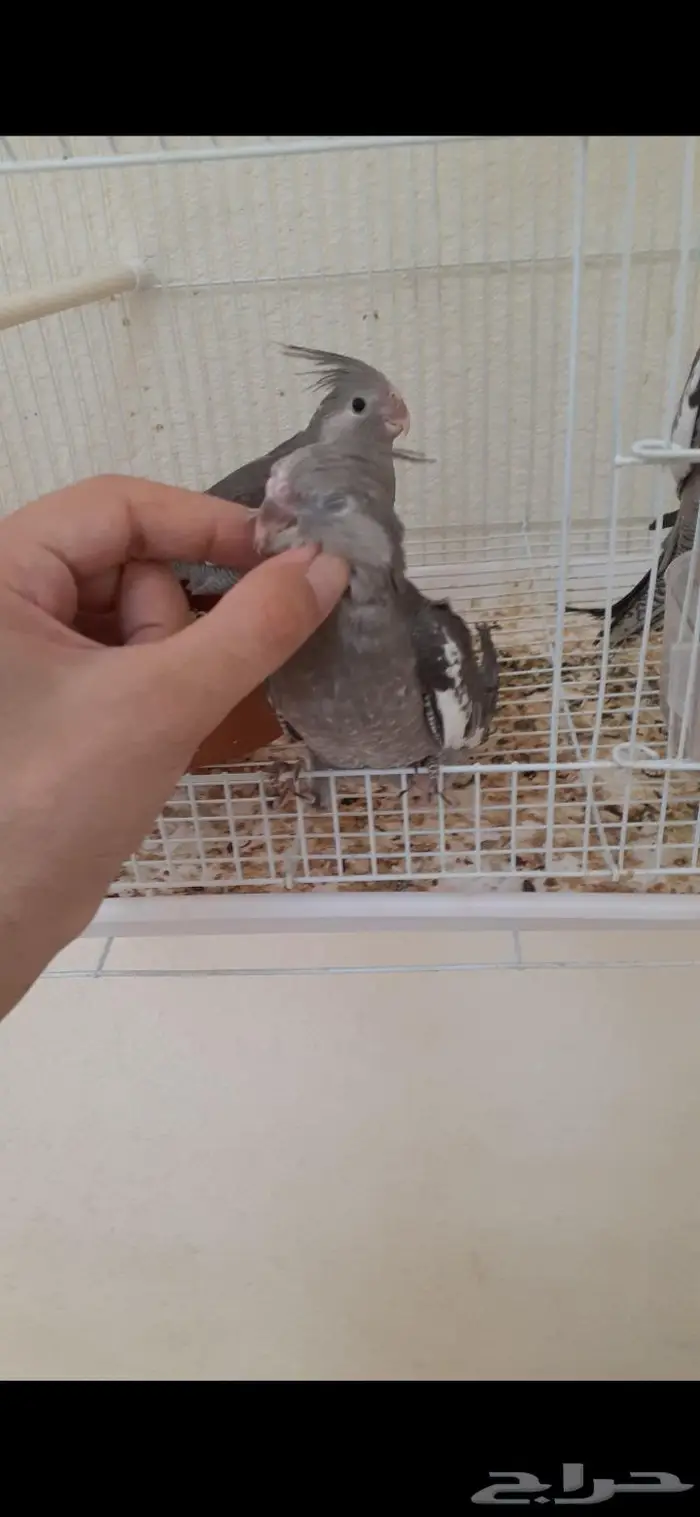 كروان اليف هدد(تم البيع) 5