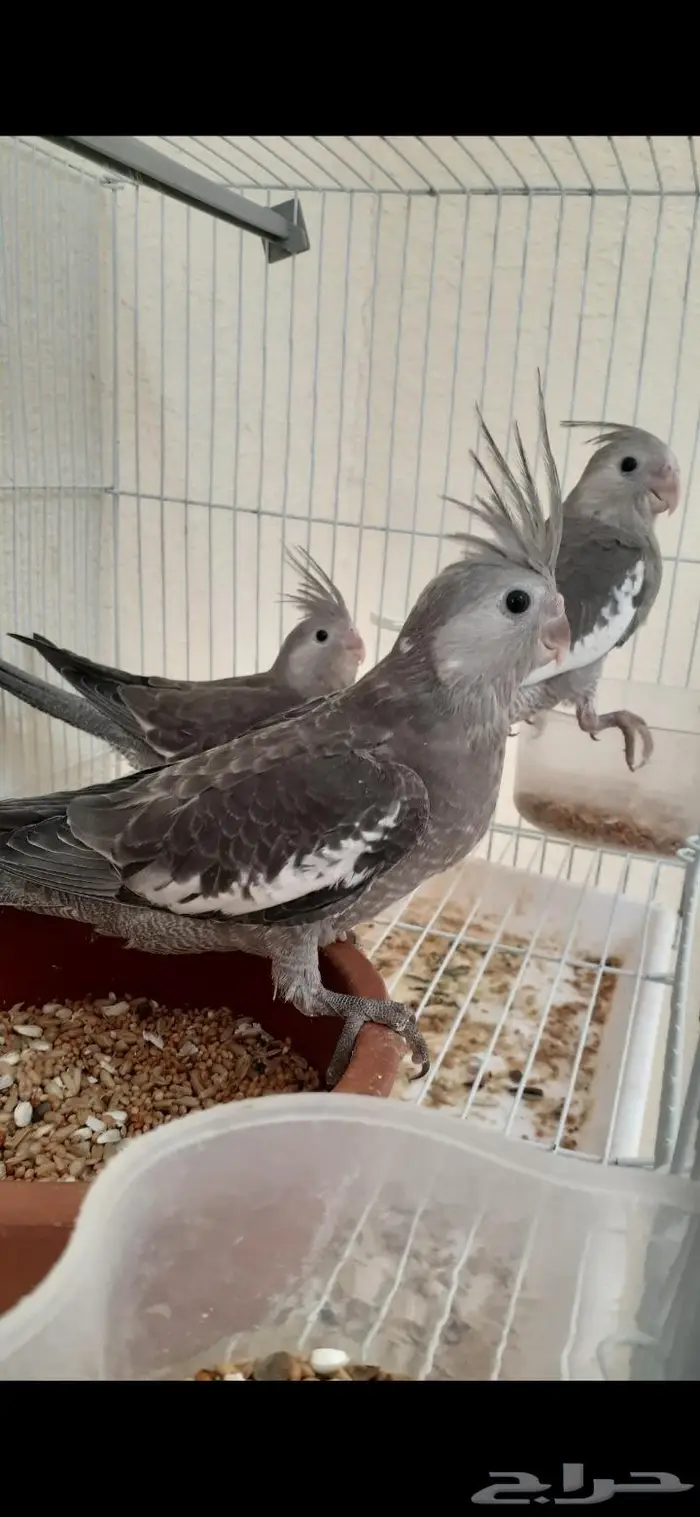 كروان اليف هدد(تم البيع) 7