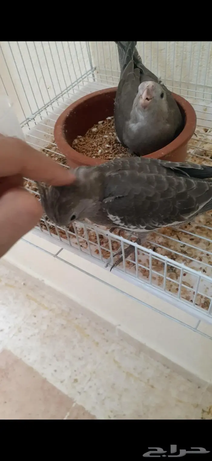 كروان اليف هدد(تم البيع) 3