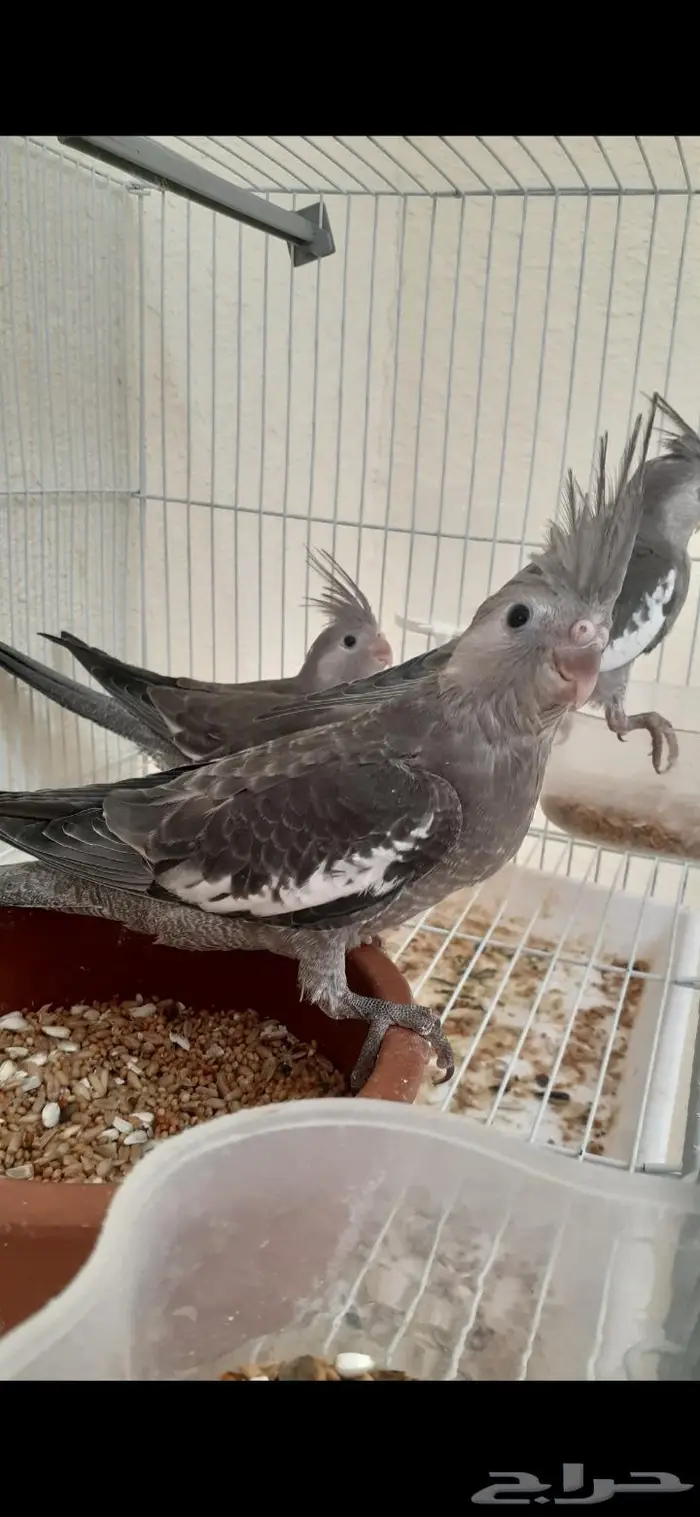 كروان اليف هدد(تم البيع) 6