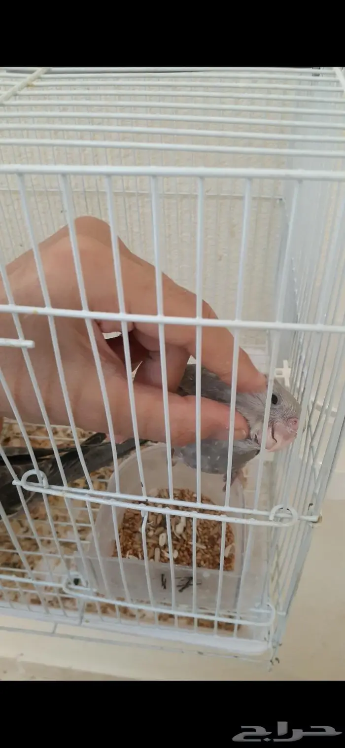 كروان اليف هدد(تم البيع) 4