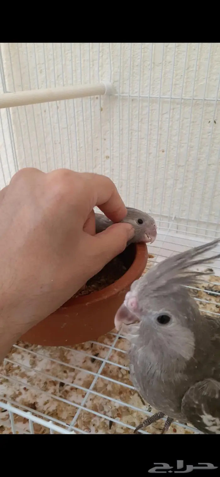 كروان اليف هدد(تم البيع) 1