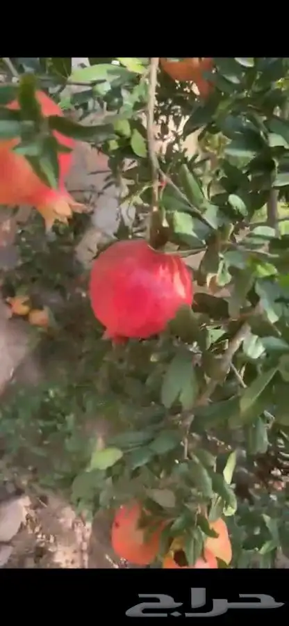 شتلات مثمرة 9