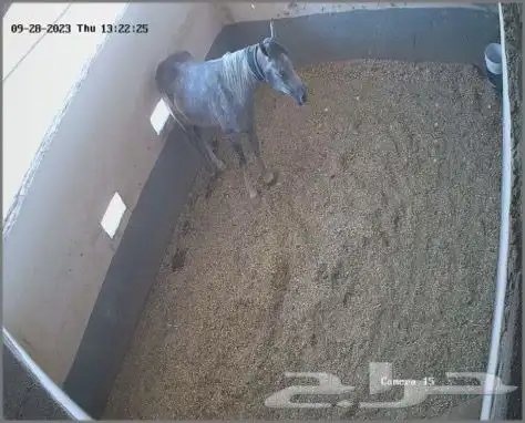 مربط واسطبل شموخ الاصايل - ايواء عسف تدريب 10