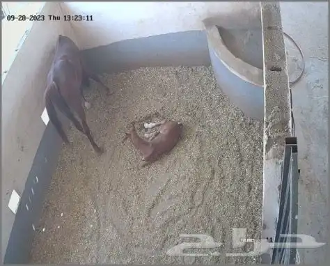 مربط واسطبل شموخ الاصايل - ايواء عسف تدريب 8