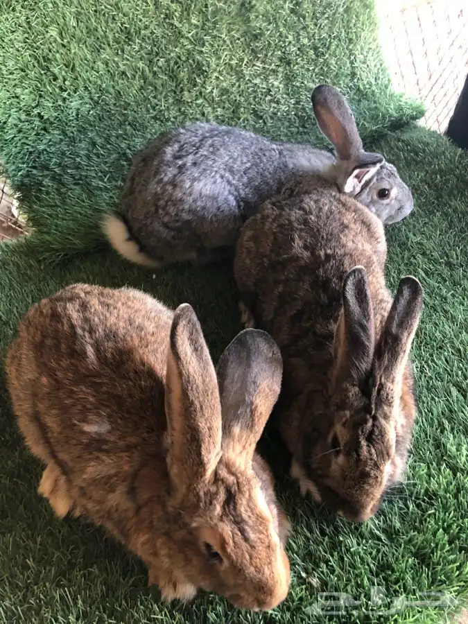 فحول ارانب شنشيلا عملاق (تم البيع) 2