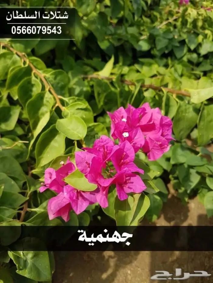 متجر شتلات باسعار الجمله - مؤسسة السلطان . 38