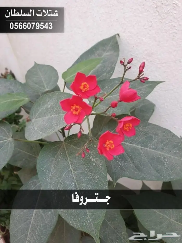 متجر شتلات باسعار الجمله - مؤسسة السلطان . 44