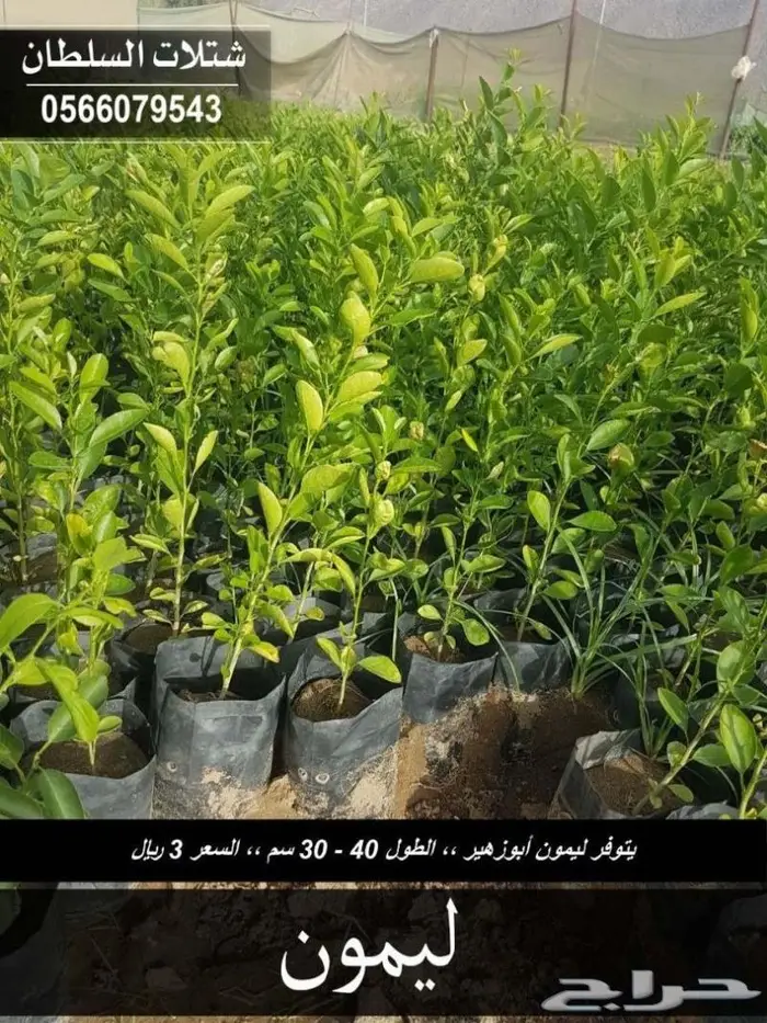 متجر شتلات باسعار الجمله - مؤسسة السلطان . 25