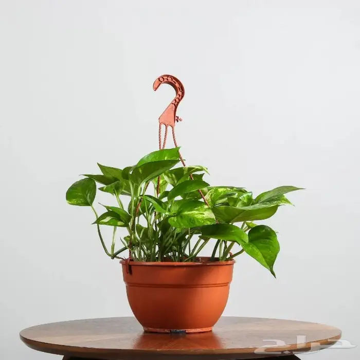 تصوير منتجات وتصوير فوتوغرافي احترافي 55