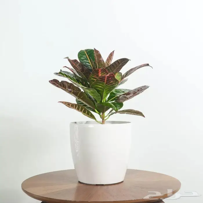 تصوير منتجات وتصوير فوتوغرافي احترافي 61