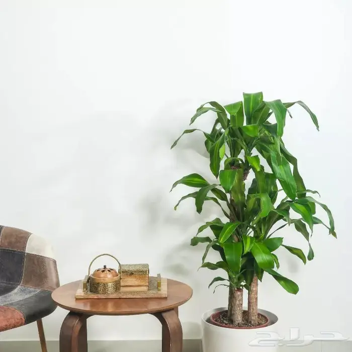 تصوير منتجات وتصوير فوتوغرافي احترافي 56