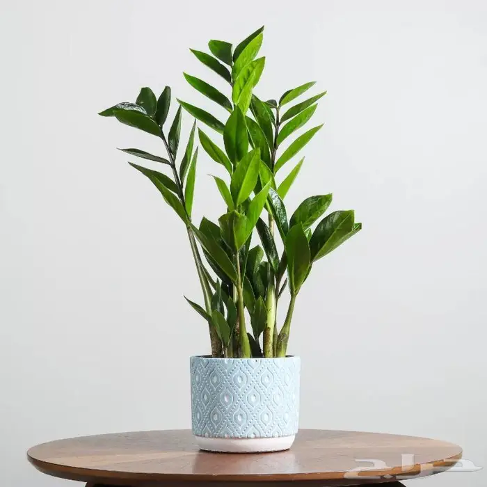 تصوير منتجات وتصوير فوتوغرافي احترافي 60