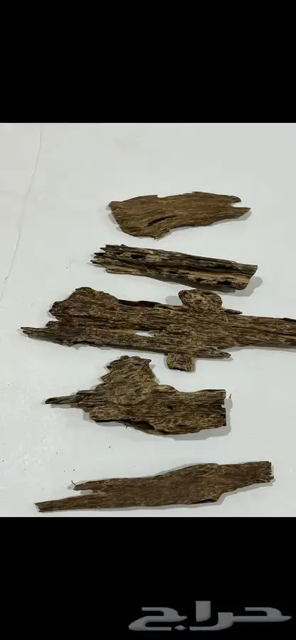 عود بروناي اندرووتر 0