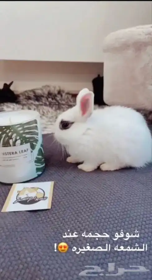 ارانب الهندلوب متوفر تمارا 4