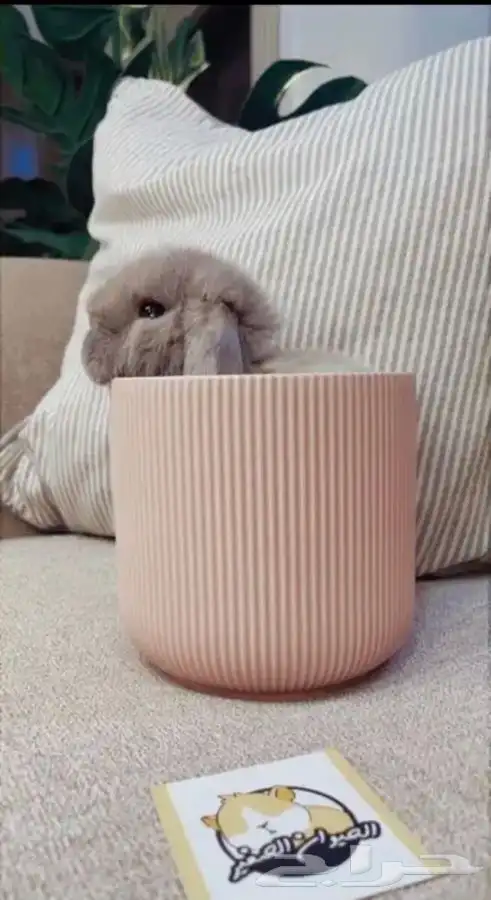 ارانب الهندلوب متوفر تمارا 0