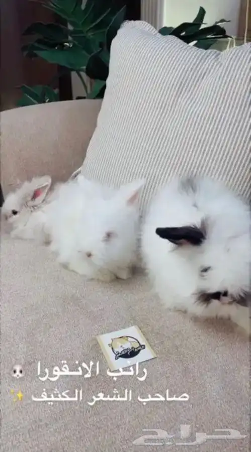 ارانب الهندلوب متوفر تمارا 5