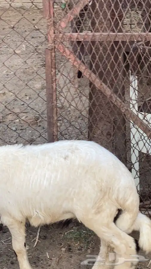 ذبايح تيوس وخرفان 2