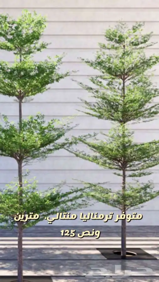 شتلات واشجار باسعار مخفظه 6