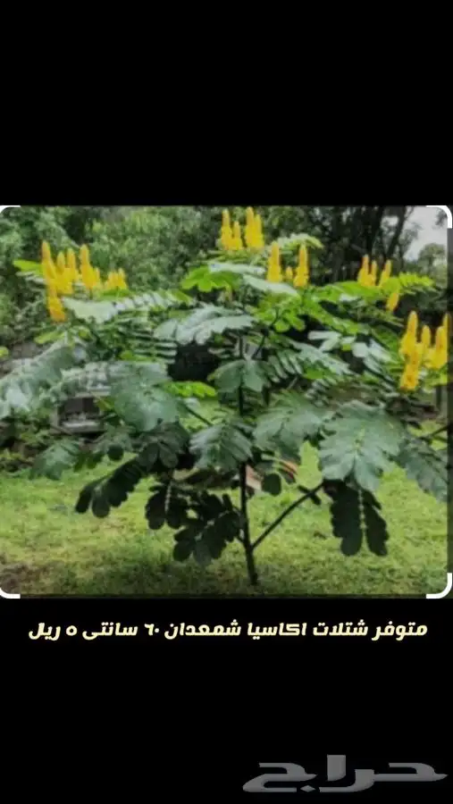 شتلات واشجار باسعار مخفظه 8