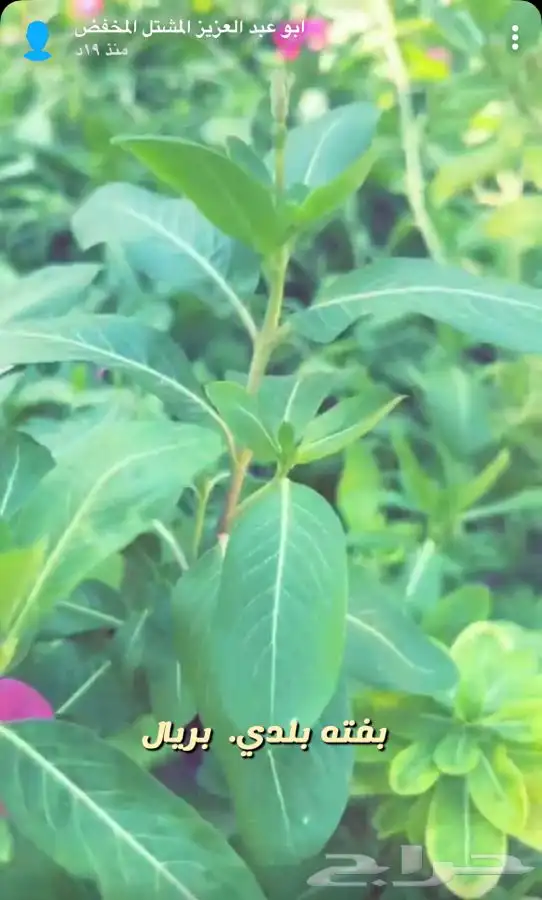 شتلات واشجار باسعار مخفظه 1