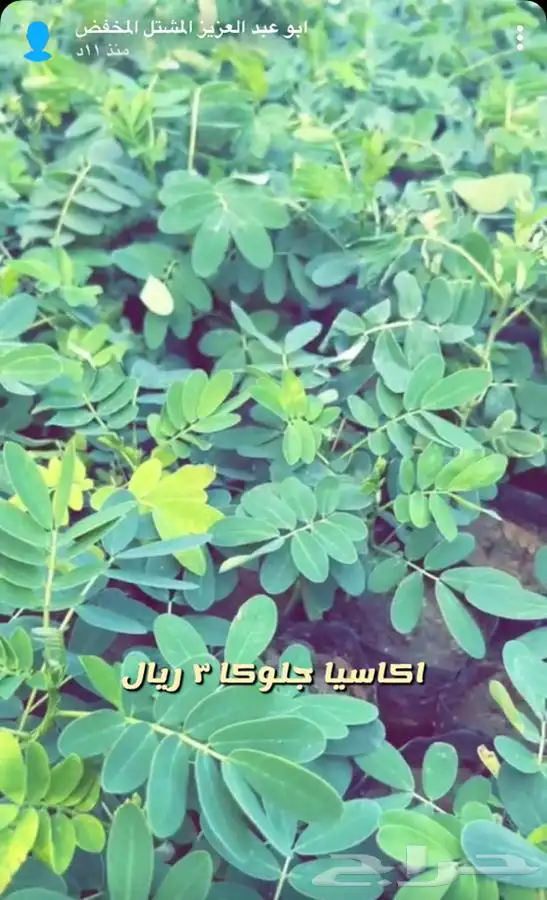 شتلات واشجار باسعار مخفظه 2