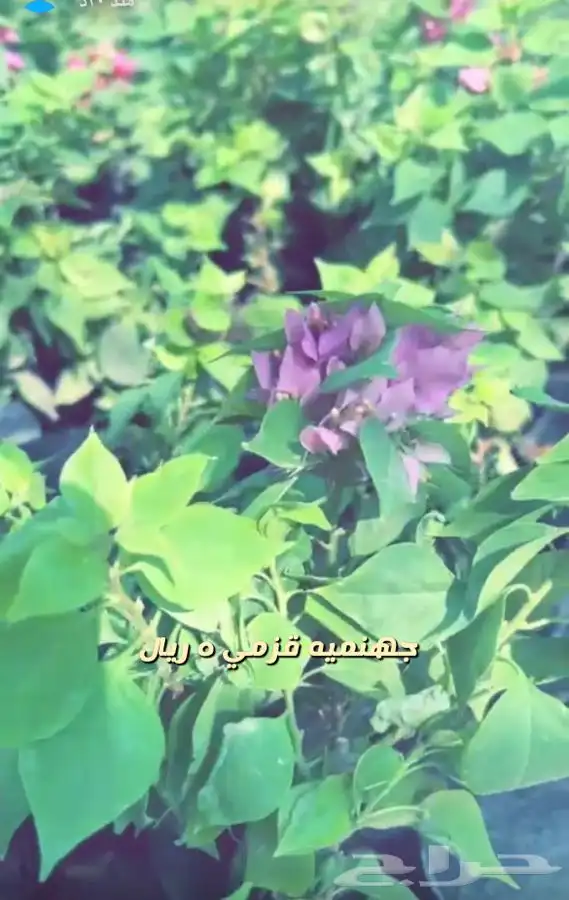 شتلات واشجار باسعار مخفظه 0