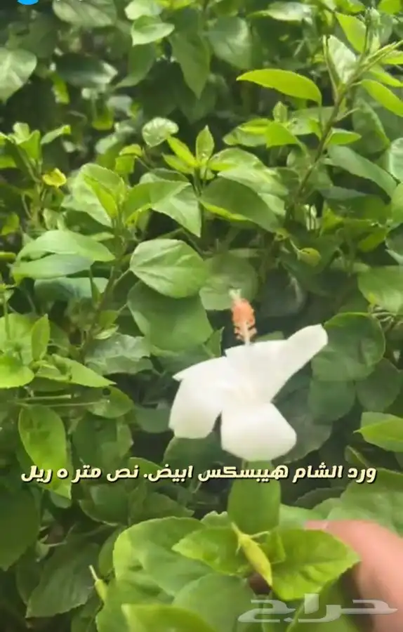 شتلات واشجار باسعار مخفظه 4