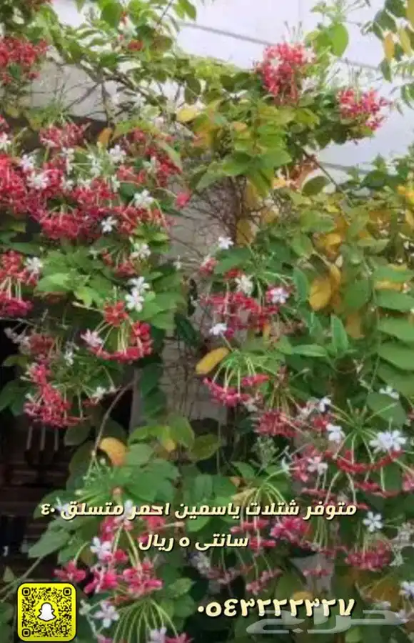 شتلات واشجار باسعار مخفظه 5