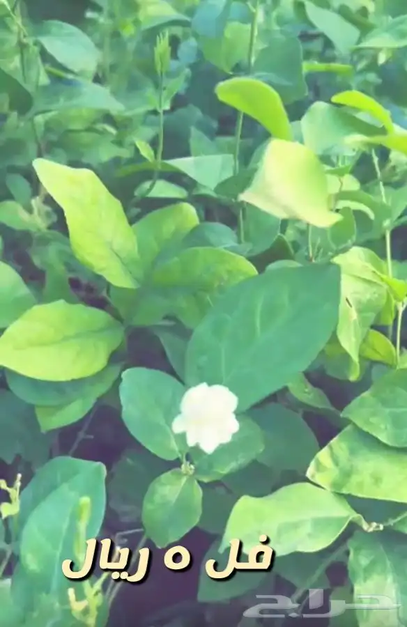 شتلات واشجار باسعار مخفظه 3