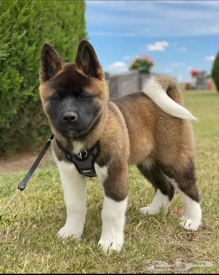 America Akita - امريكان اكيتا 0