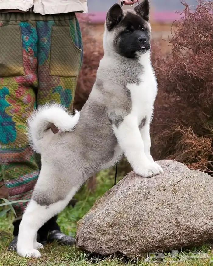 America Akita - امريكان اكيتا 1